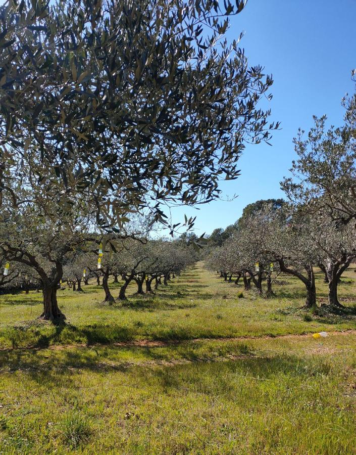 Les Hauts Du Peireguier La Motte Εξωτερικό φωτογραφία
